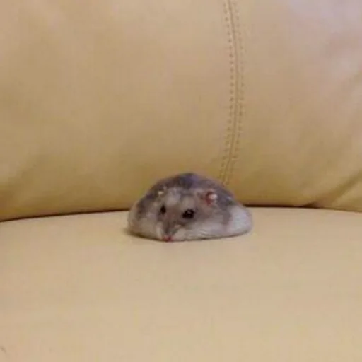 Стикер Hamsters_Stickers - 1