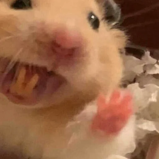 Sticker Hamsters_Stickers - 1