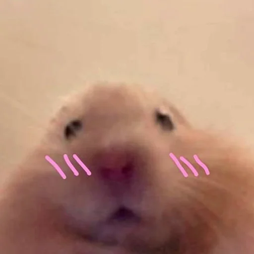 Sticker Hamsters_Stickers - 1