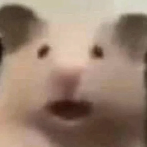 Стикер Hamsters_Stickers - 1