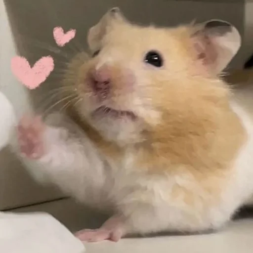 Стикер Hamsters_Stickers - 1