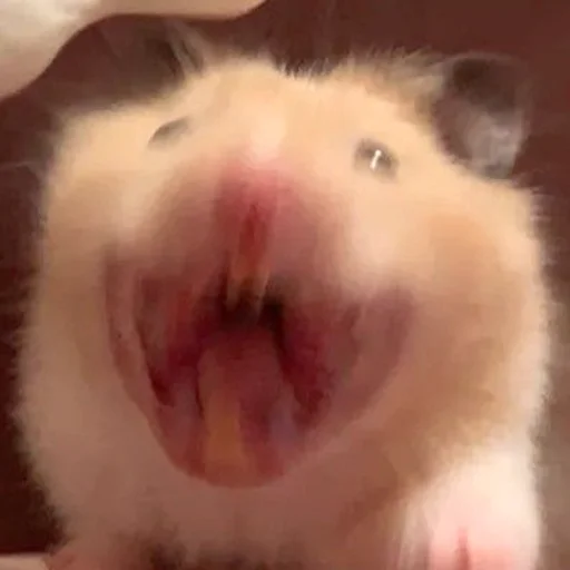 Стикер Hamsters_Stickers - 1