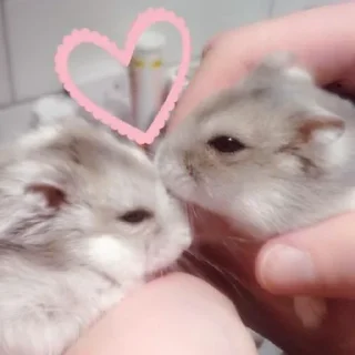 Стикер Хомячки (@t_stickers) - 4