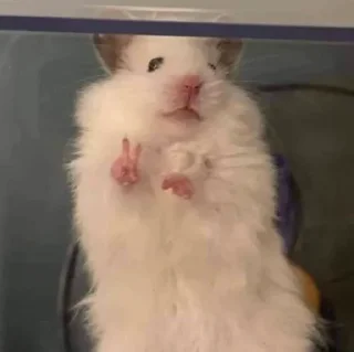 Стикер Хомячки (@t_stickers) - 2