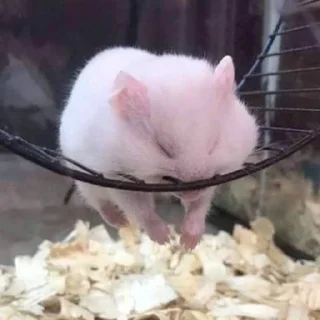 Стикер Хомячки (@t_stickers) - 3