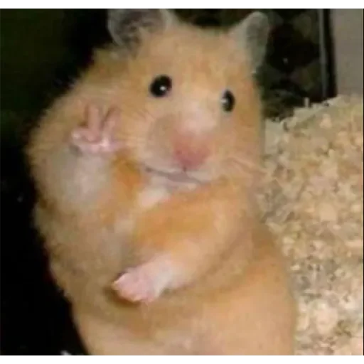 Стикер Hamyau - 1