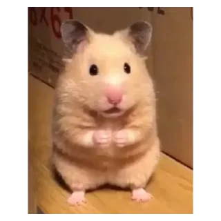 Стикер Хамяу - 8