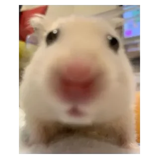 Стикер Хамяу - 4