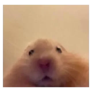 Стикер Хамяу - 7