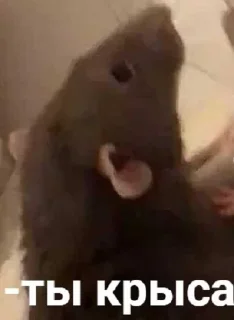 Стикер HangoverSS - 2