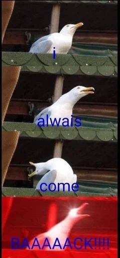 animal bird aquatic bird