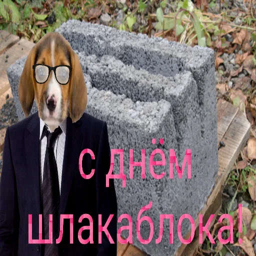 на открытом воздухе млекопитающее гончая