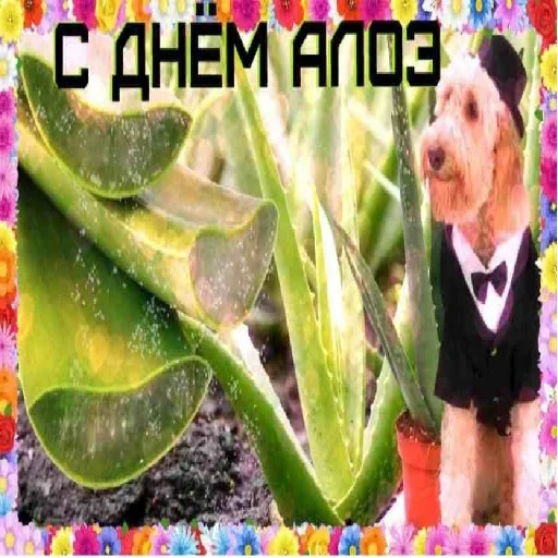 СМС растение