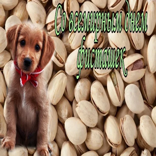 животное порода собак собака