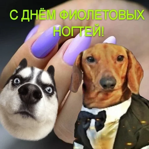 собака порода собак домашнее животное