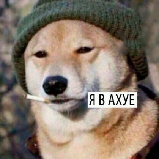 млекопитающее животное порода собак