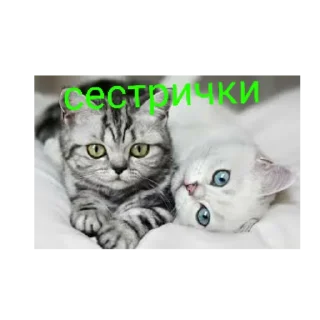 Стикер Happy cats - 4