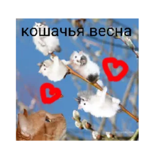 Стикер Happy cats - 1