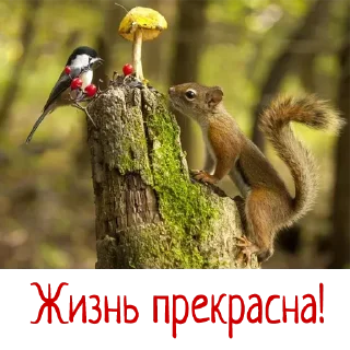 Sticker Гармония Счастье - 1