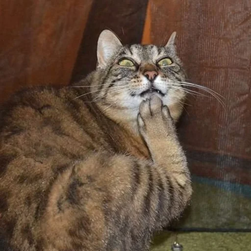 Стикер HatersGonnaSuck - 1