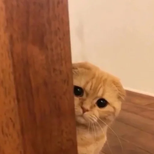 small to medium-sized cats cat felidae