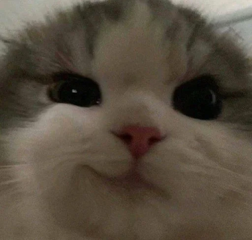 млекопитающее животное кошка