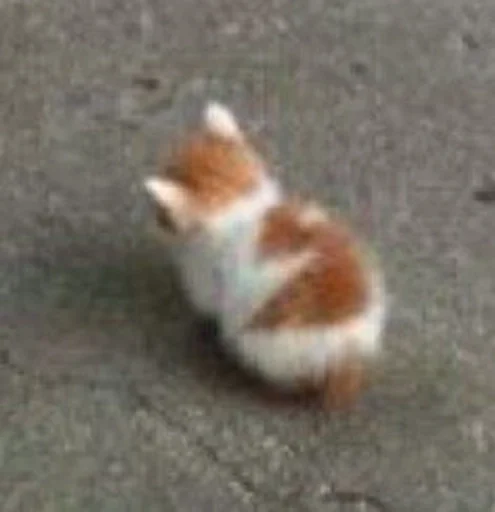 животное млекопитающее земля