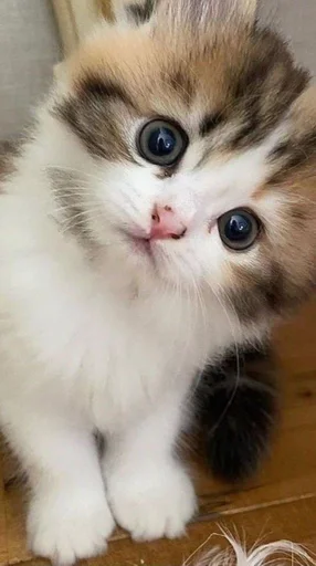 животное млекопитающее кошка