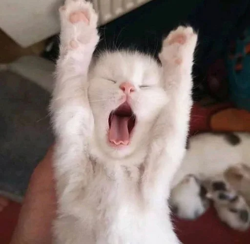 млекопитающее животное кошки малого и среднего размера