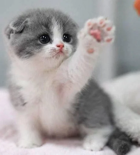 млекопитающее животное кошка