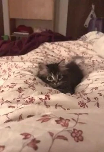 комнатный кровать животное