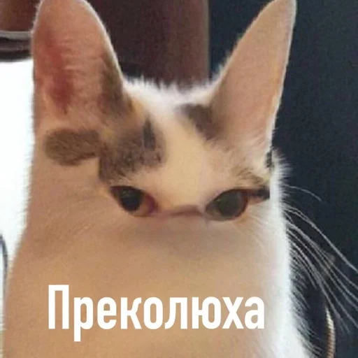 животное млекопитающее кошка