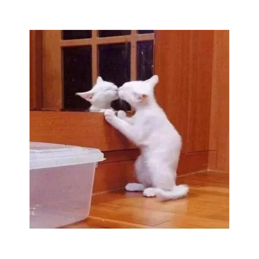 small to medium-sized cats felidae indoor