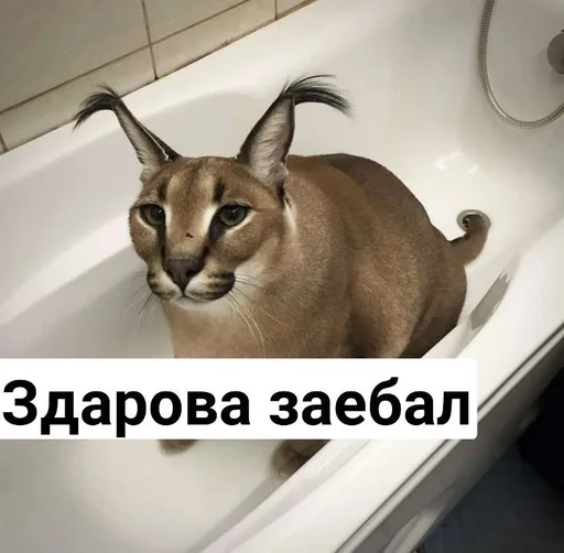 Шлёпа :: @fStikBot - 