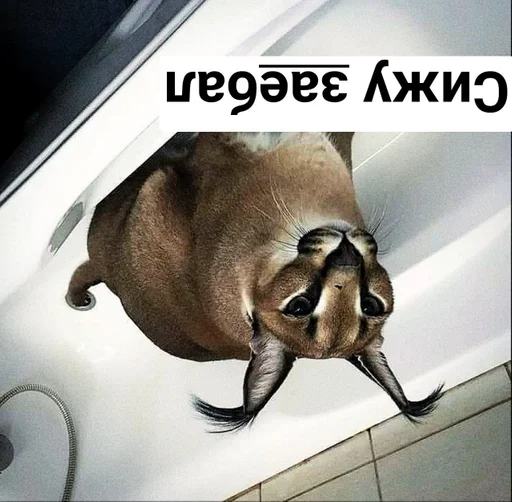 Sticker Шлёпа :: @fStikBot - 4