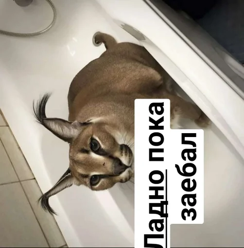 Sticker Шлёпа :: @fStikBot - 1