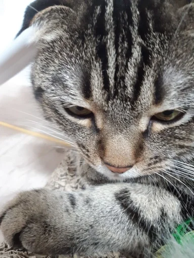 Sticker Kdnckr :: @fStikBot - 11