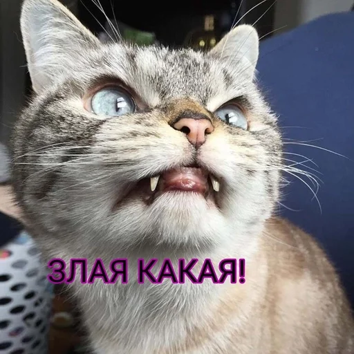 Sticker Kdnckr :: @fStikBot - 10