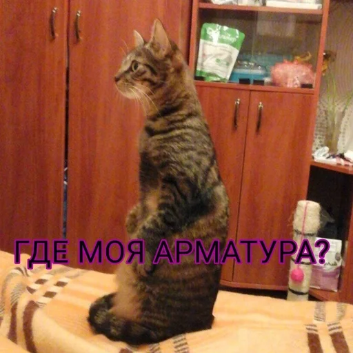 Sticker Kdnckr :: @fStikBot - 0