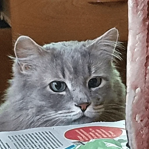 small to medium-sized cats cat whiskers