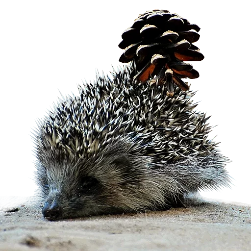 Sticker Милые ёжики и радость - 11