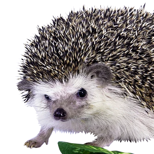 Sticker Милые ёжики и радость - 10