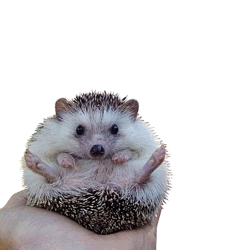 Sticker Милые ёжики и радость - 5