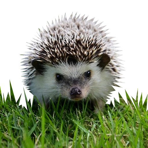 Sticker Милые ёжики и радость - 3