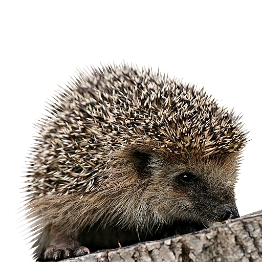 Sticker Милые ёжики и радость - 2