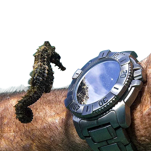 Sticker Милые ёжики и радость - 1