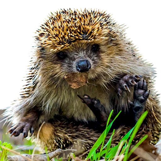 Sticker Милые ёжики и радость - 0