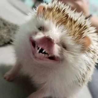 Sticker Hedgehogs (@t_stickers) - 0