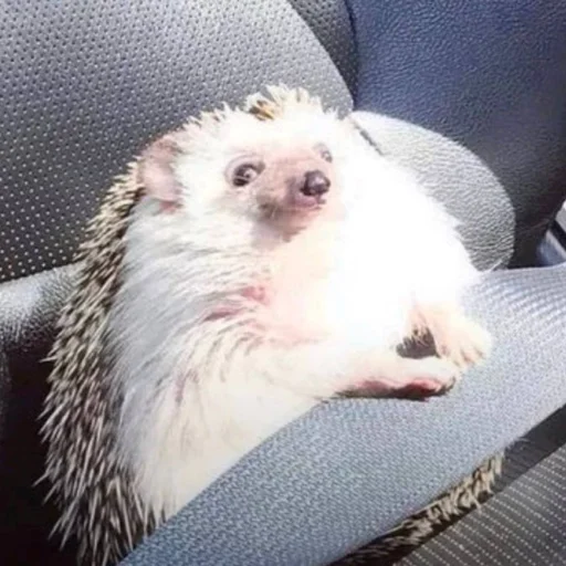 Hedgehogs (@t_stickers) - 