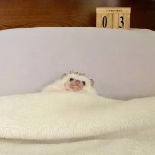 Sticker Hedgehogs_Stickers - 1